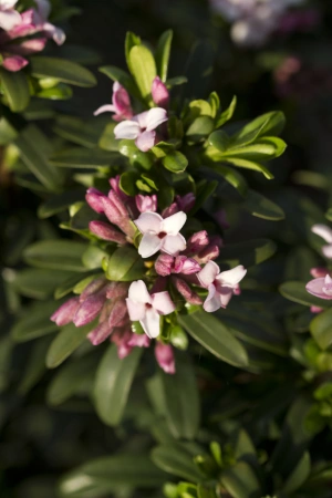 Wawrzynek transatlantycki - Daphne transatlantica