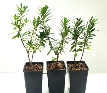 Wawrzynek transatlantycki - Daphne transatlantica
