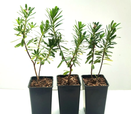 Wawrzynek transatlantycki - Daphne transatlantica