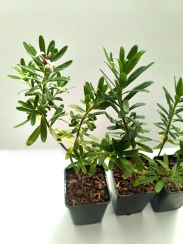 Wawrzynek transatlantycki - Daphne transatlantica