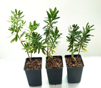 Wawrzynek transatlantycki - Daphne transatlantica