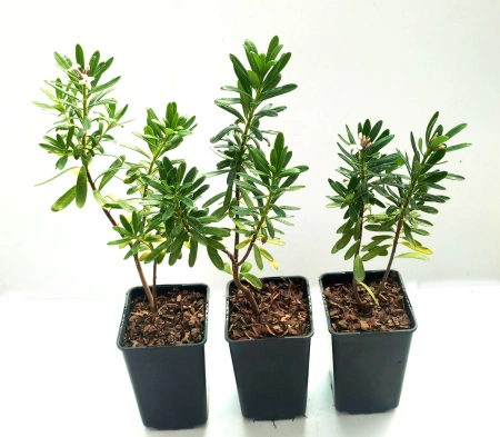 Wawrzynek transatlantycki - Daphne transatlantica