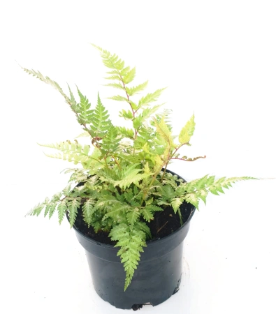 Wietlica japońska 'Metallicum'