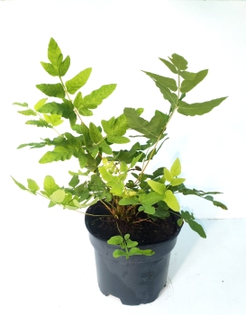Długosz królewski - Osmunda regalis