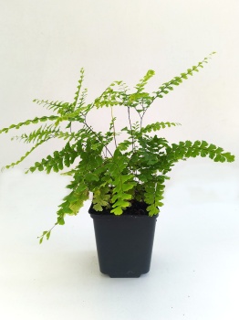 Niekropień stopowaty 'Imbricatum' - Adiantum pedatum 'Imbricatum'