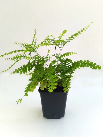 Niekropień stopowaty 'Imbricatum' - Adiantum pedatum 'Imbricatum'