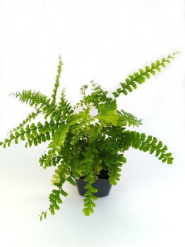 Niekropień stopowaty 'Imbricatum' - Adiantum pedatum 'Imbricatum'