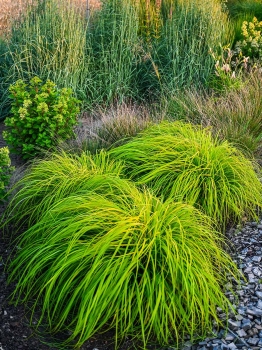 Rozplenica japońska 'Sol' - Pennisetum alopecuroides 'Sol' PBR