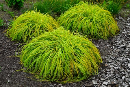 Rozplenica japońska 'Sol' - Pennisetum alopecuroides 'Sol' PBR
