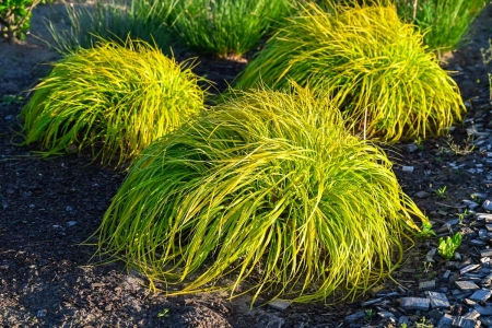 Rozplenica japońska 'Sol' - Pennisetum alopecuroides 'Sol' PBR
