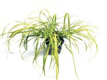 Rozplenica japońska 'Sol' - Pennisetum alopecuroides 'Sol' PBR