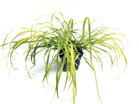 Rozplenica japońska 'Sol' - Pennisetum alopecuroides 'Sol' PBR