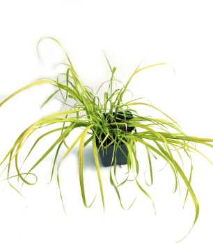 Rozplenica japońska 'Sol' - Pennisetum alopecuroides 'Sol' PBR