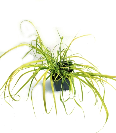 Rozplenica japońska 'Sol' - Pennisetum alopecuroides 'Sol' PBR