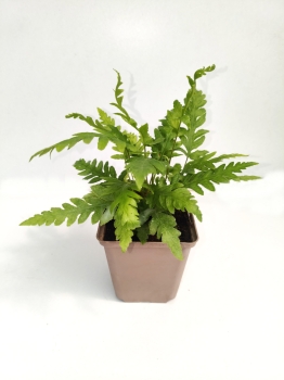 Wudwardia postrzępiona- Woodwardia fimbriata