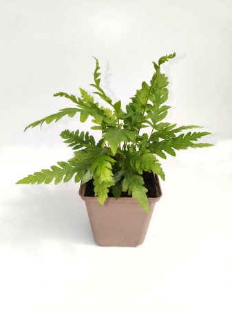 Wudwardia postrzępiona- Woodwardia fimbriata