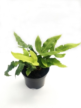 Nerecznica Siebolda - Dryopteris sieboldii