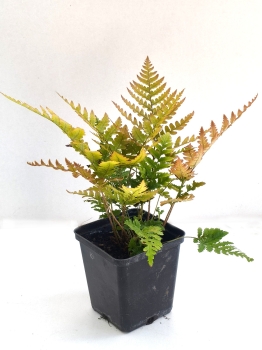 Nerecznica czerwonozawijkowa 'Prolifica' - Dryopteris erythrosora 'Prolifica'
