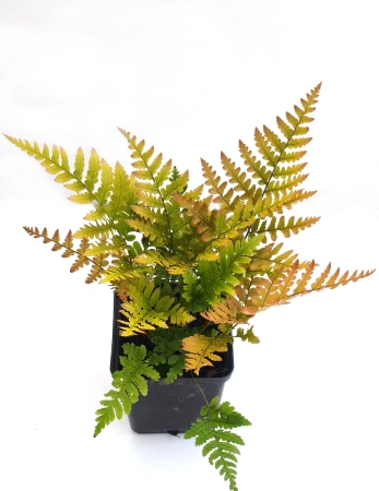 Nerecznica czerwonozawijkowa 'Prolifica' - Dryopteris erythrosora 'Prolifica'