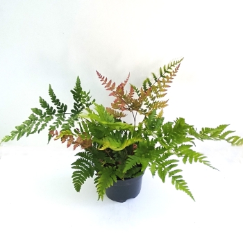 Nerecznica czerwonozawijkowa 'Prolifica' - Dryopteris erythrosora 'Prolifica'