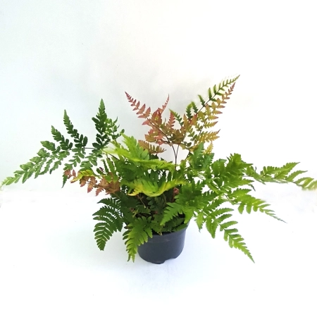 Nerecznica czerwonozawijkowa 'Prolifica' - Dryopteris erythrosora 'Prolifica'