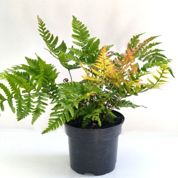 Nerecznica czerwonozawijkowa 'Prolifica' - Dryopteris erythrosora 'Prolifica'