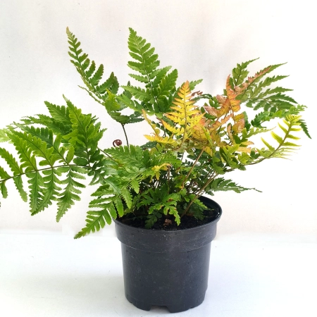 Nerecznica czerwonozawijkowa 'Prolifica' - Dryopteris erythrosora 'Prolifica'