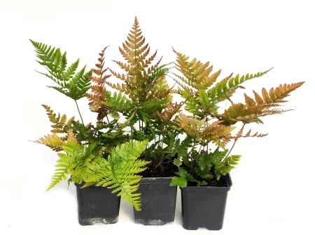 Nerecznica czerwonozawijkowa - Dryopteris erythrosora