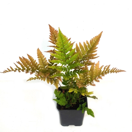 Nerecznica czerwonozawijkowa - Dryopteris erythrosora
