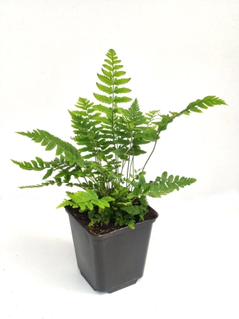 Nerecznica atrata - Dryopteris atrata