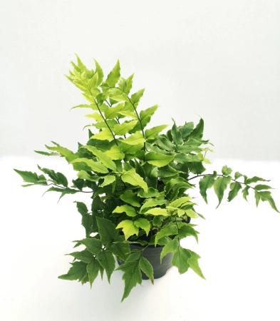Paprotnik Fortune'a 'Clivicola' - Cyrtomium fortunei 'Clivicola'