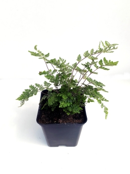 Cheilantes wełnisty - Cheilanthes lanosa