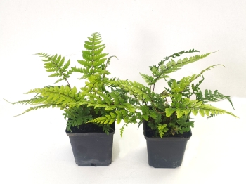 Athyrium otophorum Okanum 1.jpg