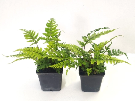 Athyrium otophorum Okanum 1.jpg