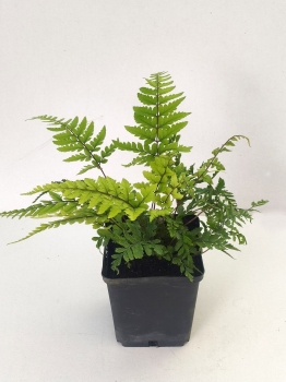 Athyrium otophorum Okanum 2.jpg