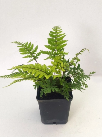 Athyrium otophorum Okanum 2.jpg