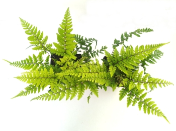Athyrium otophorum Okanum 3.jpg