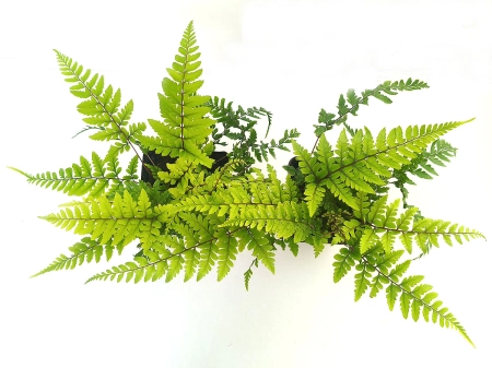 Athyrium otophorum Okanum 3.jpg