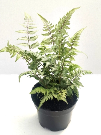 Wietlica japońska 'Silver Falls' - Athyrium niponicum 'Silver Falls'