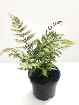 Wietlica japońska 'Silver Falls' - Athyrium niponicum 'Silver Falls'