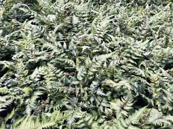 Wietlica japońska 'Silver Falls' - Athyrium niponicum 'Silver Falls'
