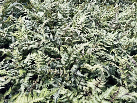 Wietlica japońska 'Silver Falls' - Athyrium niponicum 'Silver Falls'