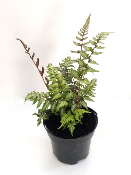 Wietlica japońska 'Red Beauty' - Athyrium niponicum 'Red Beauty'