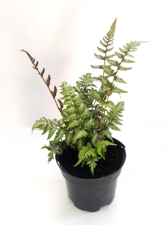 Wietlica japońska 'Red Beauty' - Athyrium niponicum 'Red Beauty'