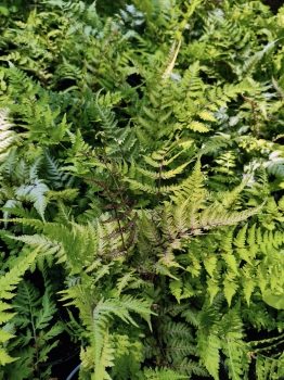 Wietlica japońska 'Red Beauty' - Athyrium niponicum 'Red Beauty'