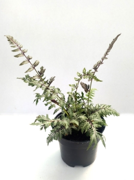 Wietlica japońska 'Pewter Lace' - Athyrium niponicum 'Pewter Lace'