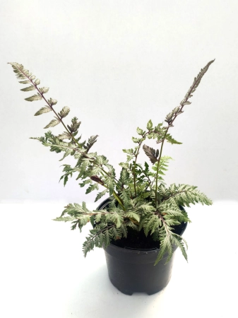 Wietlica japońska 'Pewter Lace' - Athyrium niponicum 'Pewter Lace'