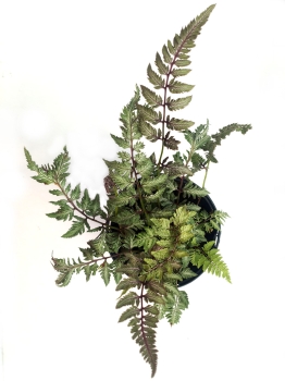 Wietlica japońska 'Pewter Lace' - Athyrium niponicum 'Pewter Lace'