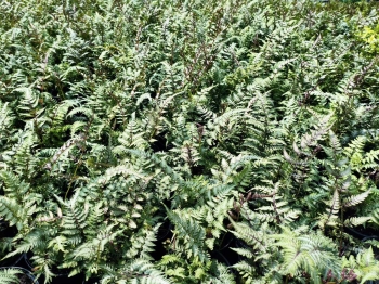 Wietlica japońska 'Pewter Lace' - Athyrium niponicum 'Pewter Lace'
