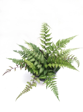 Wietlica japońska 'Metallicum' - Athyrium niponicum 'Metallicum'